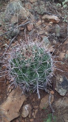Ferocactus herrerae
