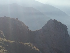 Rupicapra pyrenaica parva