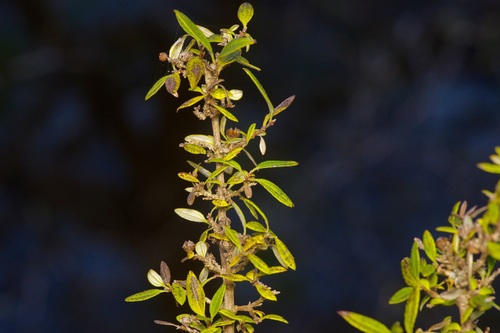 Texas Mock Orange (Philadelphus texensis)