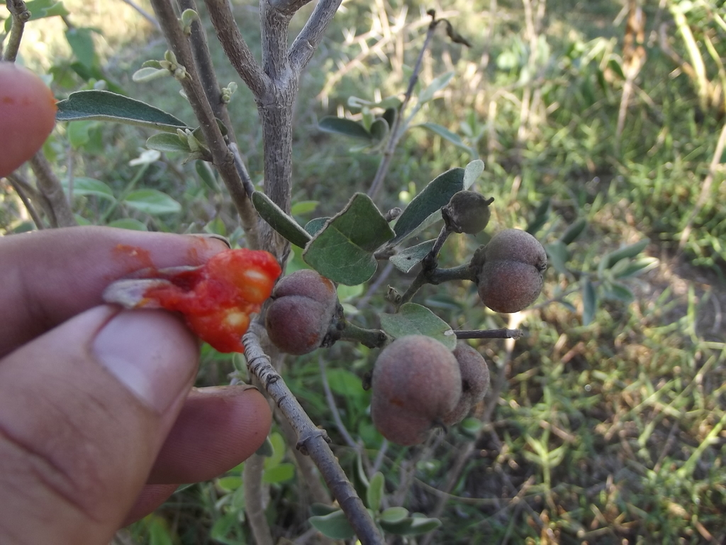 Bunchosia sonorensis