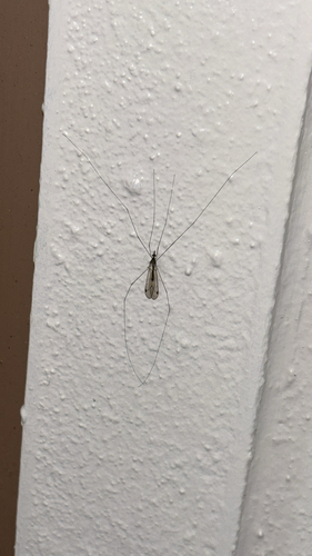 Unknown species found near Babbling Brook Pl, Melbourne, FL, US