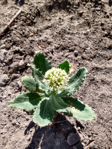 Calycera crassifolia (Calycera crassifolia)