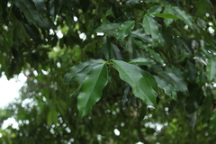 Garcinia madruno