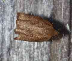 Aphelia alleniana