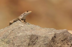Liolaemus fitzgeraldi