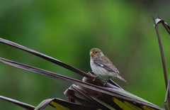 Sporophila telasco