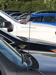 Euphagus cyanocephalus