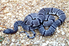 Lampropeltis alterna