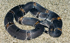 Lampropeltis alterna