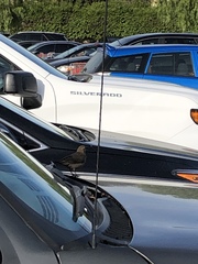 Euphagus cyanocephalus