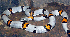 Lampropeltis alterna