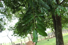 Garcinia madruno