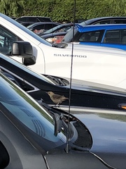 Euphagus cyanocephalus