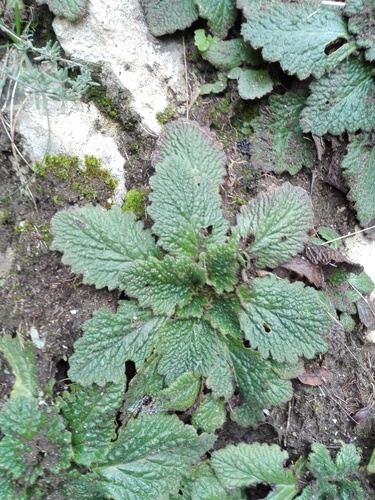 Pyrenean Violet