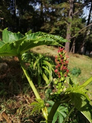 Ricinus communis