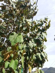 Chiranthodendron pentadactylon