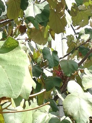 Chiranthodendron pentadactylon