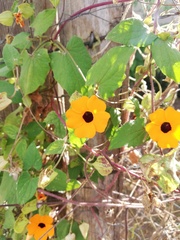 Thunbergia alata