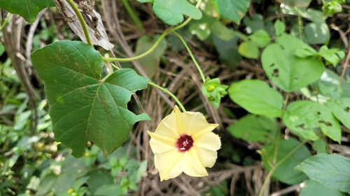 Gold Dwarf Morning Glory