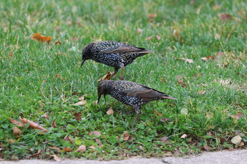 European Starling