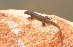 Liolaemus fuscus