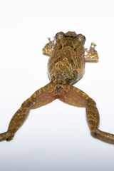 Pristimantis paisa