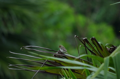 Sporophila telasco
