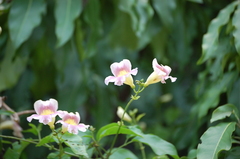 Bignonia potosina