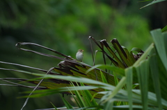 Sporophila telasco