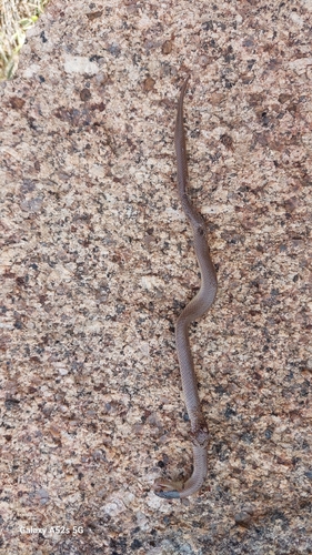 Whip Hooded Snake sighting