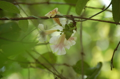 Bignonia potosina