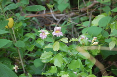 Bignonia potosina