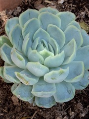 Echeveria elegans