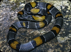 Lampropeltis alterna