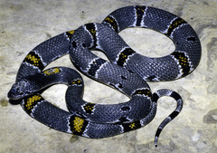 Lampropeltis alterna