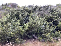 Adenanthos sericeus