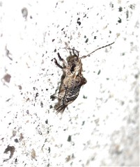 Hybolasius crista