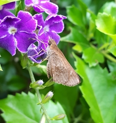 Cymaenes odilia