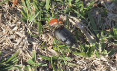 Oryctomorphus maculicollis
