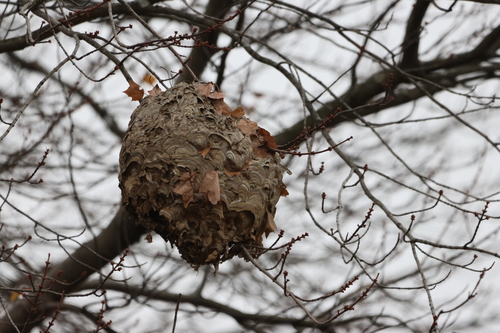 Bald-faced Hornet
