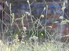 Dactylis glomerata hispanica