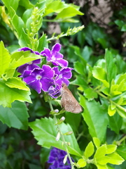 Cymaenes odilia