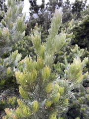 Adenanthos sericeus