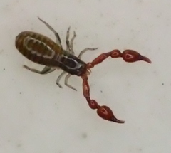 Neobisiidae