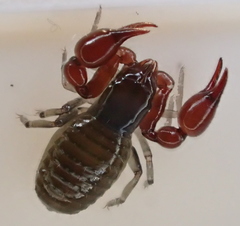 Neobisiidae