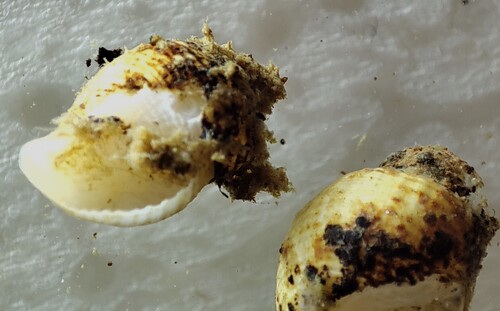 Admete viridula observed 2024-07-20