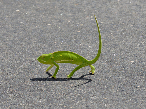 Flap-necked Chameleon, photo 10 of 10