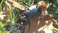 Oryctomorphus maculicollis