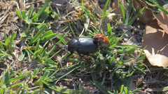 Oryctomorphus maculicollis