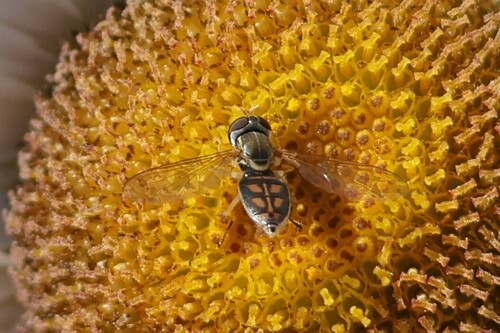 Unknown species found near Wells, ME, USA